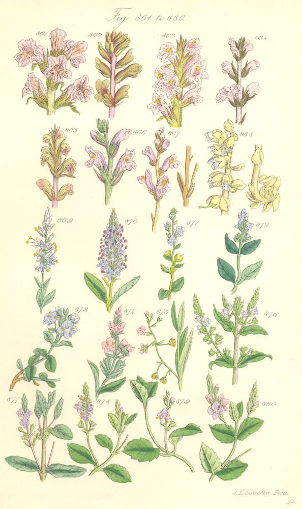 WILD FLOWERS. Broom-rape Tooth-wort Speedwell Brooklime. SOWERBY 1890 print